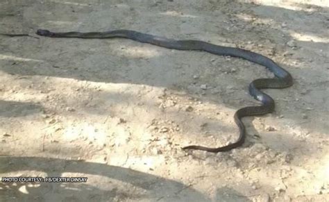 tinuklaw ni maricar ang ahas ng kurimaw